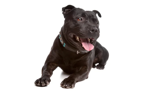 Staffordshire Bull Terrier — Zdjęcie stockowe