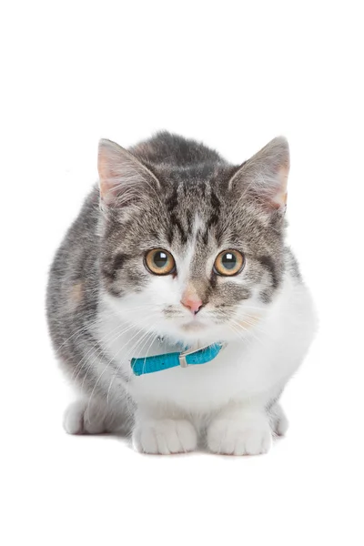 Avrupa kısa tüylü kedi — Stok fotoğraf