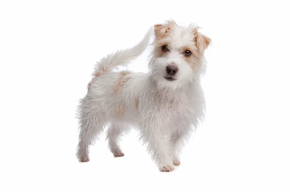 Terrier Jack Russel dai capelli lunghi — Foto Stock