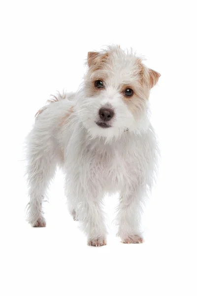 Cabelo comprido Jack Russel terrier — Fotografia de Stock