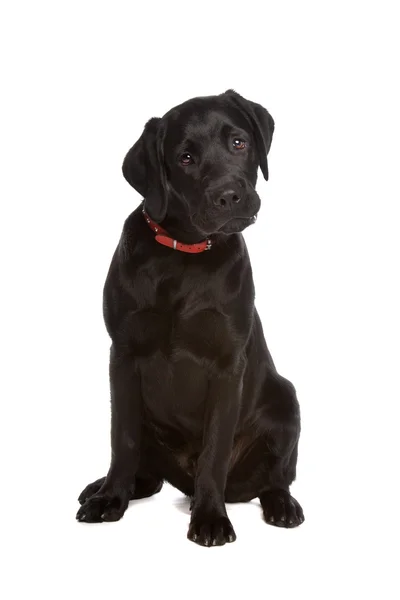 Black Labrador — Stock Photo, Image