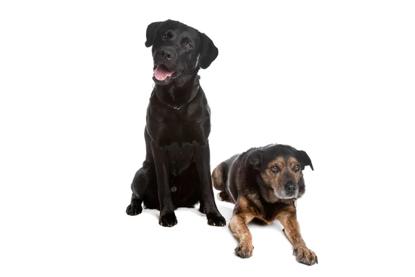 Black Labrador and a mixed breed — Stock Photo, Image