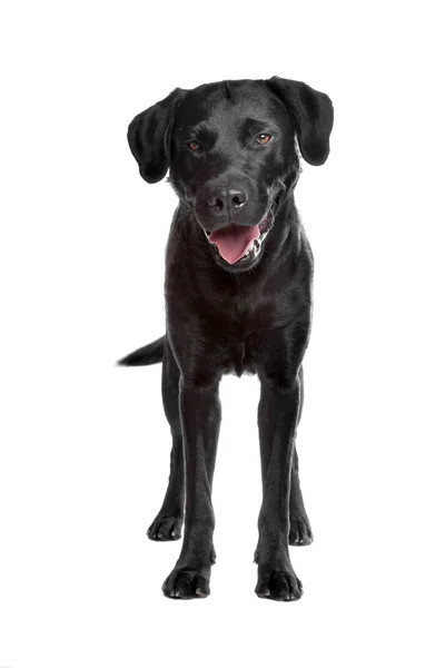 Svart labrador — Stockfoto