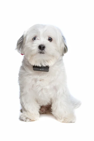 Maltese hond — Stockfoto