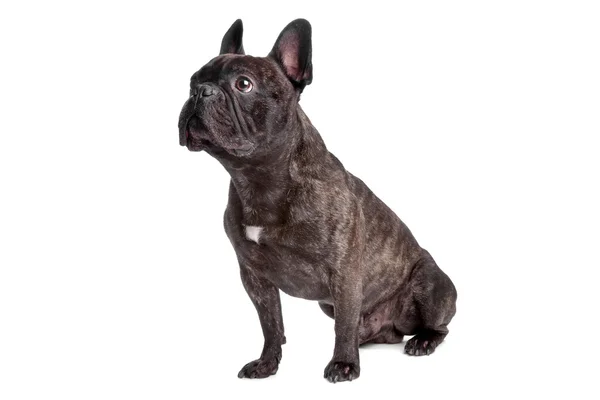 Fransk bulldog sittande — Stockfoto