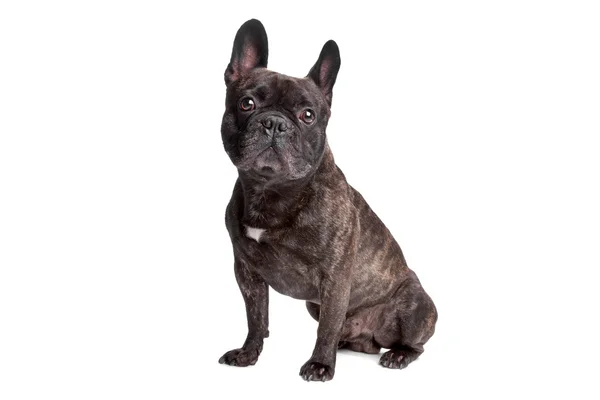 Fransk bulldog sittande — Stockfoto