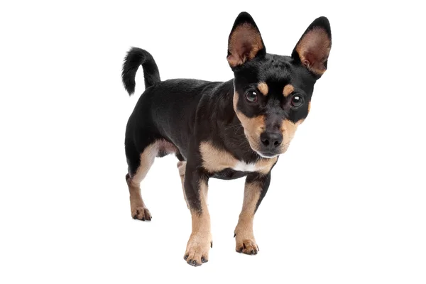 Black and Tan Chihuahua — Zdjęcie stockowe