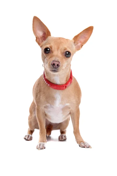 Chihuahua — Stock Photo, Image