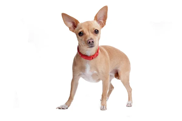 Chihuahua — Stockfoto