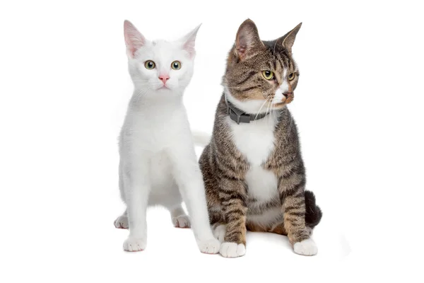 Europäische Kurzhaarkatze — Stockfoto