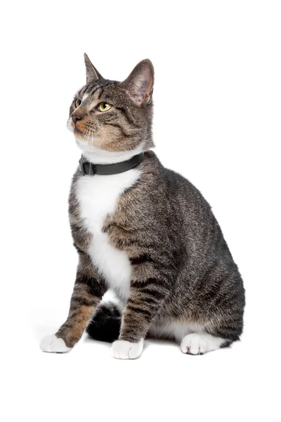 Europäische Kurzhaarkatze — Stockfoto