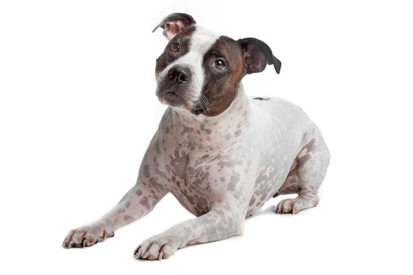 Staffordshire Bull Terrier