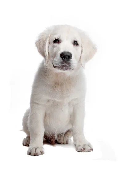 Golden retriever puppy — Stockfoto