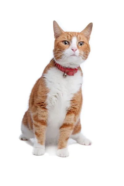 Europäische Kurzhaarkatze — Stockfoto