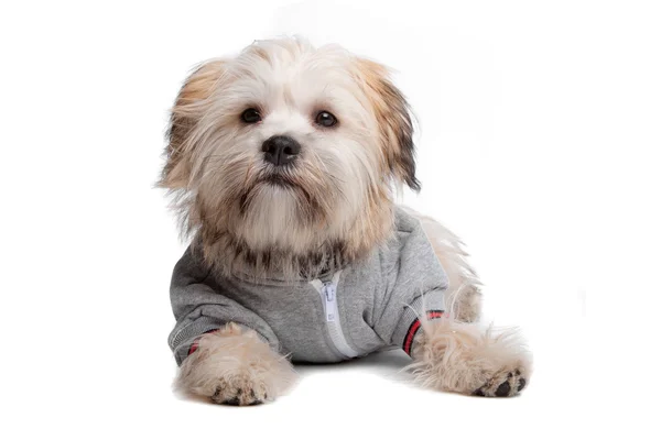 Shih Tzu, — Stock Photo, Image