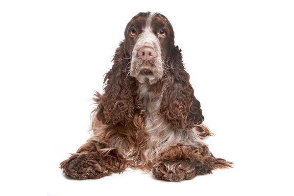 Cockerspaniel — Stockfoto