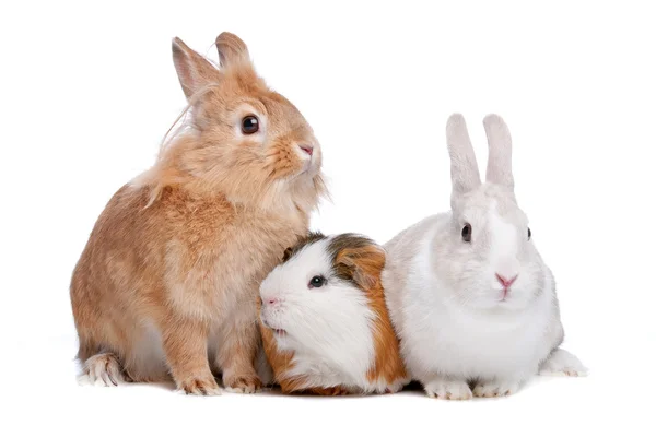 Rabbits and a Guinea Pig — Stock Photo, Image