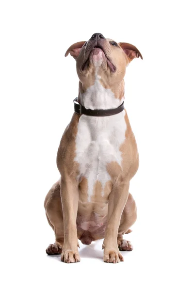 Amerikanischer Staffordshire Terrier — Stockfoto