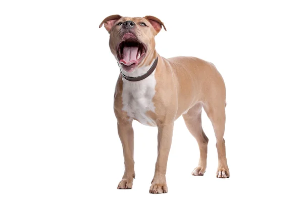 American Staffordshire Terrier — Stock Photo, Image