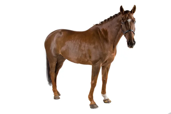 Horse — Stock Photo, Image