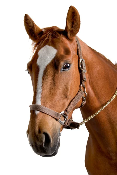 Horse — Stock Photo, Image