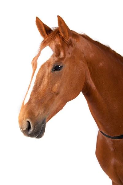 Cavallo — Foto Stock