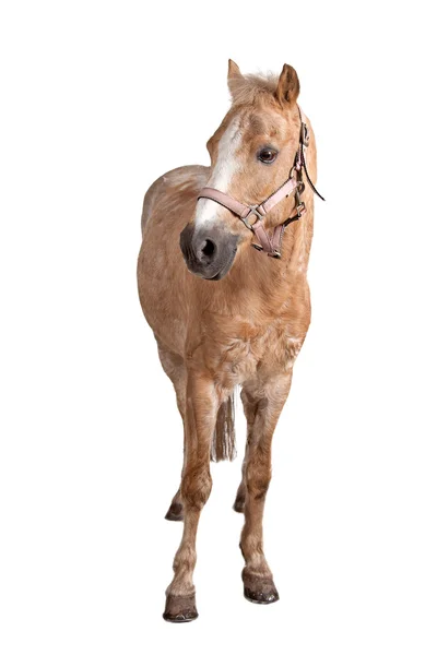 Caballo — Foto de Stock