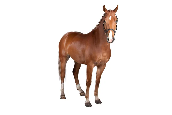 Caballo — Foto de Stock