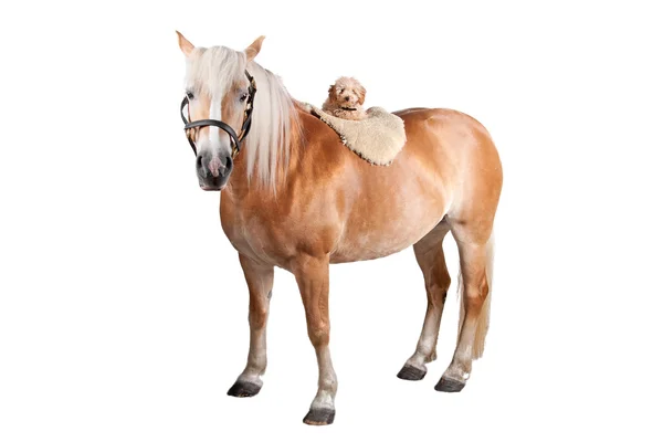 Horse — Stock Photo, Image