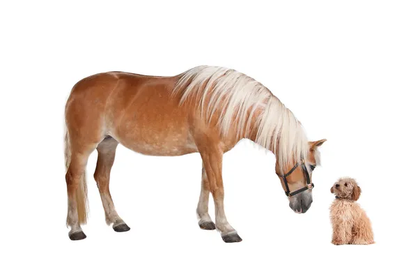 Pony and a mixed breed dog — Stock Photo, Image