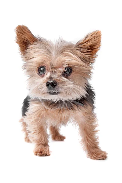 Yorkshire terrier puppy — Stock Photo, Image