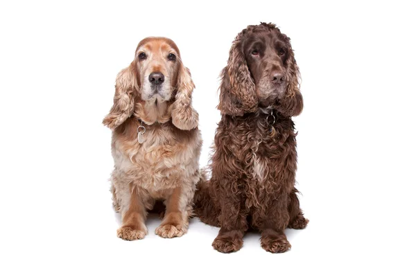 Två cocker spaniel hundar — Stockfoto