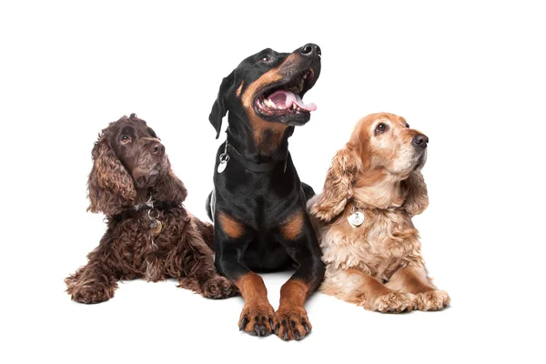 Dobermany pinscher i dwa cocker spaniel psy — Zdjęcie stockowe