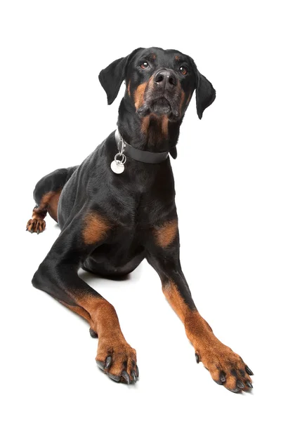 Doberman Pinscher — Foto de Stock