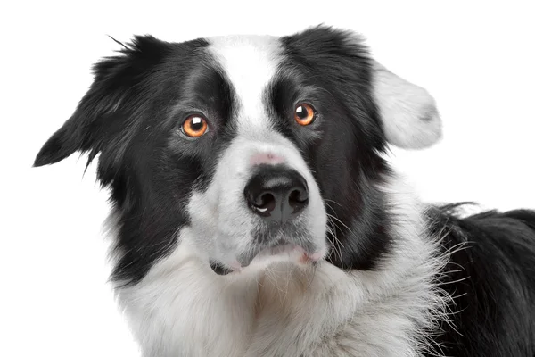 Border collie perro pastor — Foto de Stock