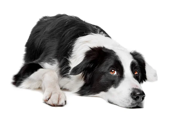 Border Collie Schäferhund — Stockfoto