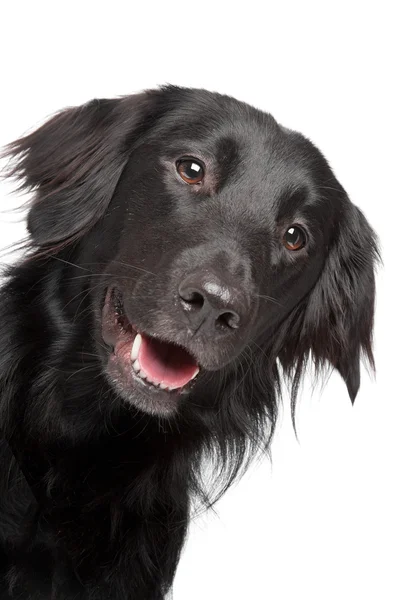 Siyah düz - kaplamalı retriever — Stok fotoğraf