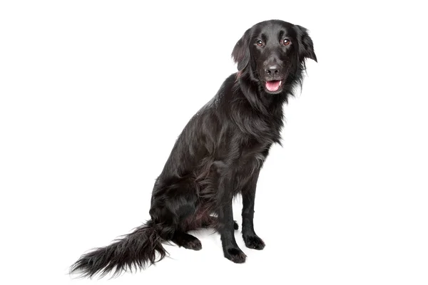 Zwarte Flatcoated retriever — Stockfoto