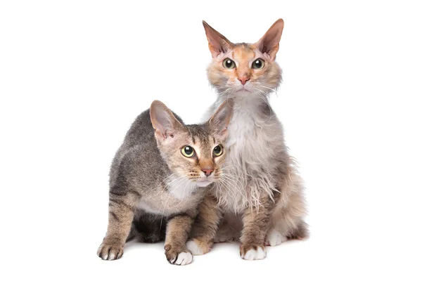 Two Sphynx (cat) with hair — Stock Photo, Image