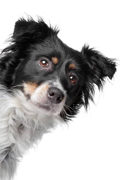 Vegyes fajta kutya (fríz mutatva, kutya, kutya kooiker) — Stock Fotó