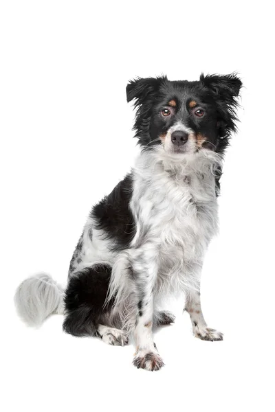 Psa rasy mieszanej (fryzyjski pies, wskazując kooiker ogar) — Zdjęcie stockowe