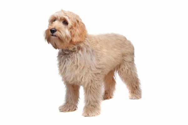 Labradoodle valp — Stockfoto