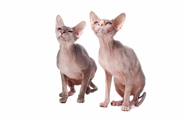 Sphynx cats — Stock Photo, Image