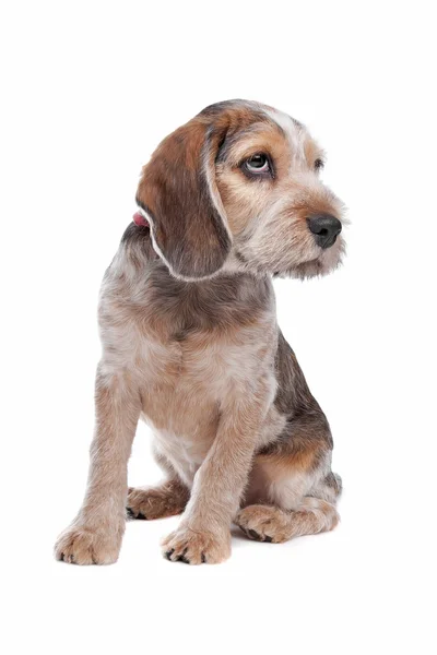 Cão misto (Cavalier King Charles Spaniel, Shih Tzu ) — Fotografia de Stock