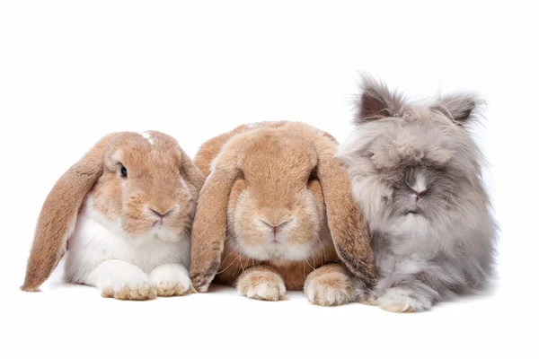 Rabbits in a row — Stock Photo, Image