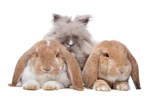 Rabbits in a row — Stock Photo, Image