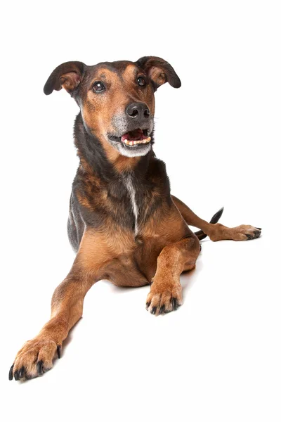 Mixed breed dog — Stock Photo, Image