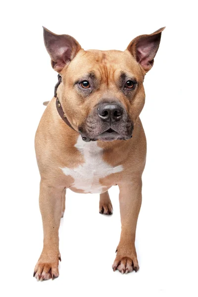 Staffordshire bullterrier — Stockfoto