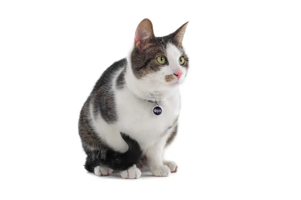 Doméstico cinza e branco gato de pêlo curto — Fotografia de Stock