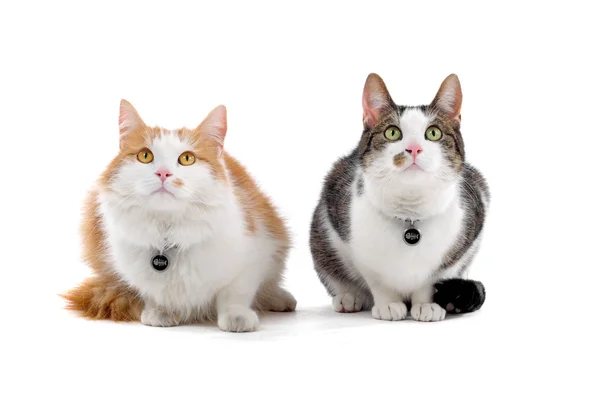 Zwei Hauskatzen — Stockfoto